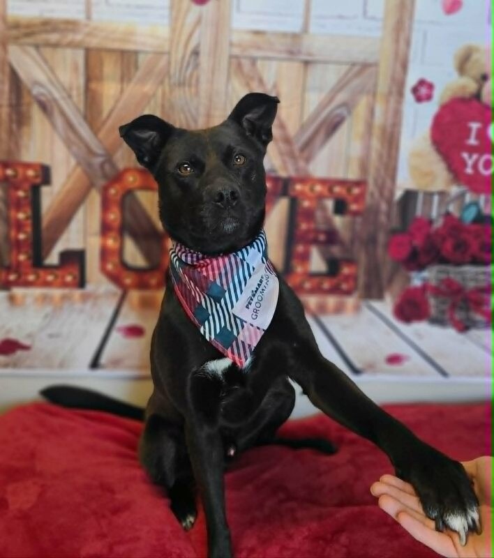 Picture of the Animal Listed